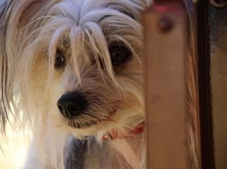 Australian terrier